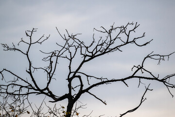 Fototapeta na wymiar dry tree against the blue sky on a sunny autumn day