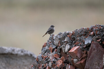 a bird sits on a dry branch above the water on a sunny autumn day