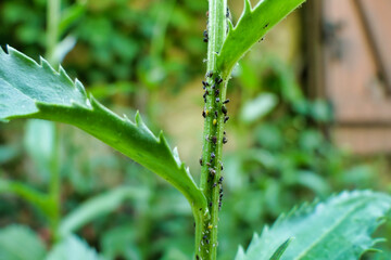 Stem of a Leucanthemum plant inested with bugs including, aphids, jassids, milkweed aphids,...