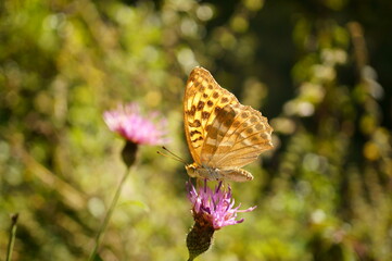 A beautiful butterfly on a blooming flower.