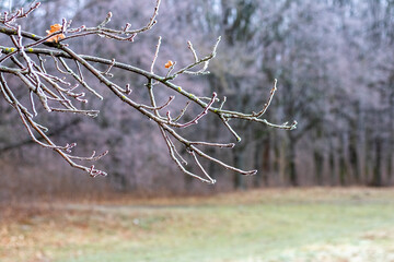 A tree branch covered with frost in the forest on a background of trees
