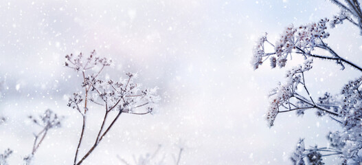 Frost-covered dry plants in a meadow on a light blurred background during snowfall