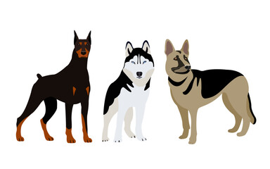 Set of dog breeds: doberman, husky and german shepherd. Dog breeds vector illustration on white background.
