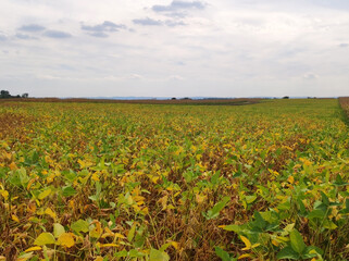 Fototapeta na wymiar ripe soybean field in bright autumn day in Vojvodina