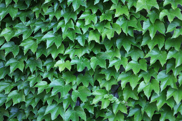 Grenn ivy leaves background. Green wall in the garden