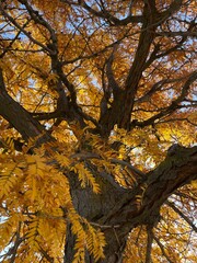 Yellow Fall colors with tree trunk