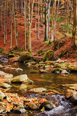 landscape with water stream in the forest in fall colors. calmness and tranquility in nature. warm autumn scenery