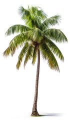 Fototapeta na wymiar Coconut palm tree, isolated white background, Suitable for use in Decoration work