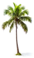 Obraz premium Coconut palm tree, isolated white background, Suitable for use in Decoration work