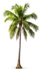 Obraz premium Coconut palm tree, isolated white background, Suitable for use in Decoration work