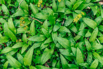 Obraz premium wild garlic in the forest background texture