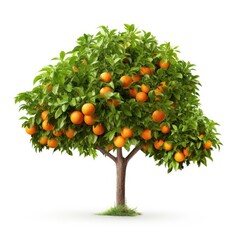 Orange Tree with Fruit, isolated white background, Suitable for use in design Decoration work