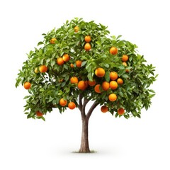 Orange Tree with Fruit, isolated white background, Suitable for use in design Decoration work