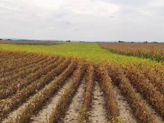 Fototapeta na wymiar ripe soybean field in bright autumn day in Vojvodina