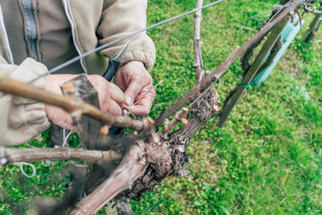 Pruning grape vines in the vineyards
