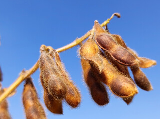 ripe soybean field in bright autumn day in Vojvodina
