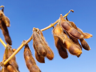 ripe soybean field in bright autumn day in Vojvodina