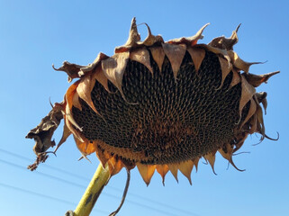 ripe sunflower field before the harvest in Vojvodina