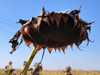 ripe sunflower field before the harvest in Vojvodina