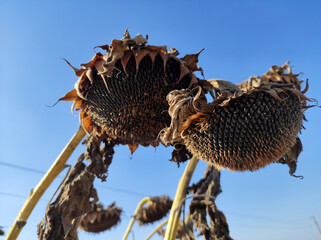 ripe sunflower field before the harvest in Vojvodina