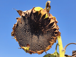 ripe sunflower field before the harvest in Vojvodina