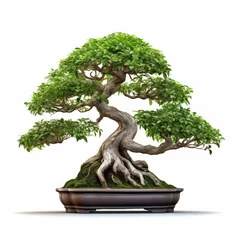 Rolgordijnen Bonsai tree, beautiful winding trunk, ornamental tree, isolated white background © somkcr