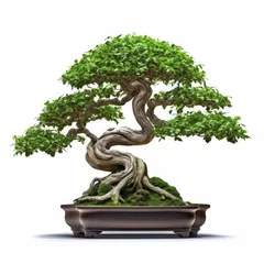 Foto op Plexiglas Bonsai tree, beautiful winding trunk, ornamental tree, isolated white background © somkcr