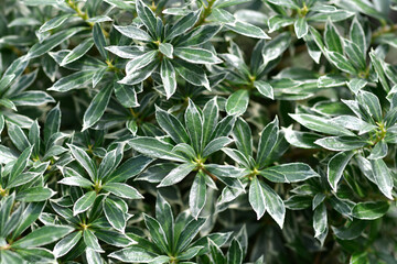 Japanese pieris Little Heath leaves