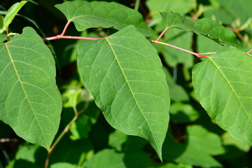 Japanese knotweed green leaves