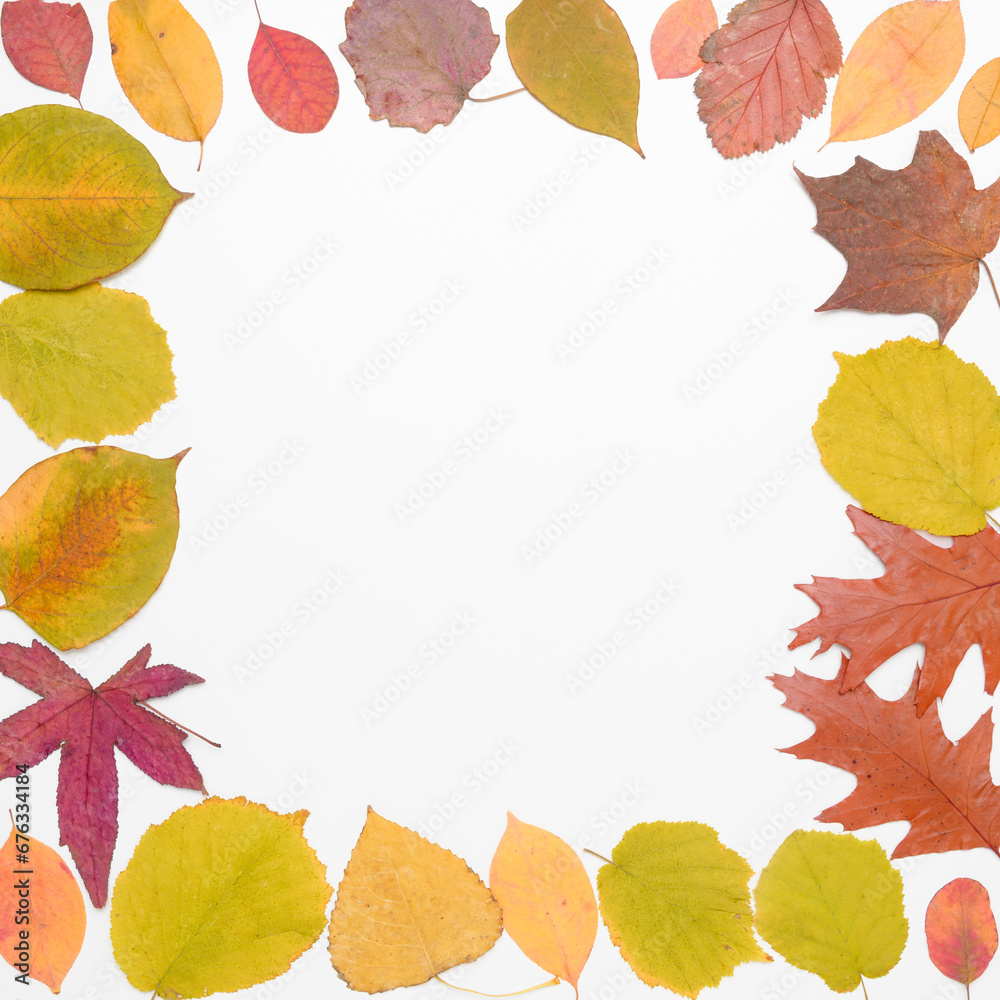 Wall mural flatlay of real colorful autumn leafs on white background in square format