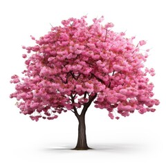 Obraz premium Cherry tree japanese, Pink flower sour cherry tree isolated on white background.