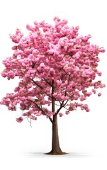 Fototapeta premium Cherry tree japanese, Pink flower sour cherry tree isolated on white background.