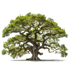 Oak tree, isolated white background, Suitable for use in design Decoration work