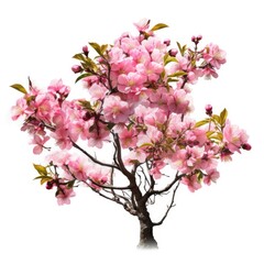 Fototapeta premium Blossom sakura, Blossoming pink sacura tree isolated on white background, use in design Decoration work