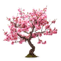 Fototapeta premium Blossom sakura, Blossoming pink sacura tree isolated on white background, use in design Decoration work