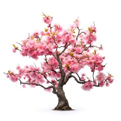 Obraz premium Blossom sakura, Blossoming pink sacura tree isolated on white background, use in design Decoration work