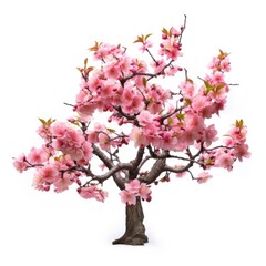 Fototapeta premium Blossom sakura, Blossoming pink sacura tree isolated on white background, use in design Decoration work