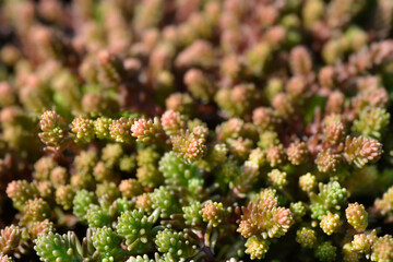Obraz premium Tasteless stonecrop leaves