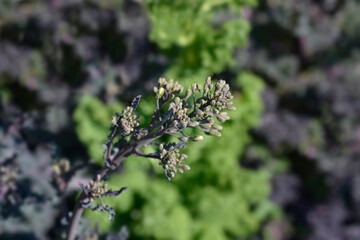 Curly kale flower buds