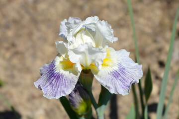 Intermediate bearded iris Bering Sea flower
