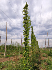 hops field with green cones 