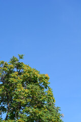 Tree of heaven