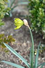 Daffodil Rip van Winkle flower bud