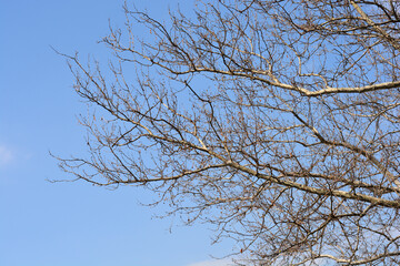 London plane branches