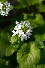 Caucasian pennycress flowers