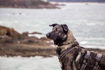 Young Dog on the coastal walk gr in France, Brittany