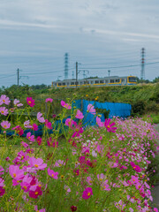 秋桜と電車