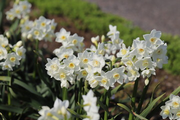 日本の春の公園に咲く白いフサザキスイセンの花