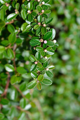 Bearberry cotoneaster branch with leaves and flower buds