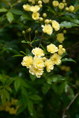 Lady Banks rose flowers